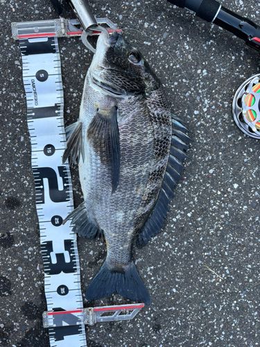 クロダイの釣果