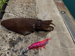 モンゴウイカの釣果