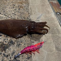 モンゴウイカ