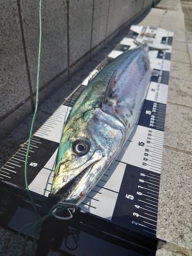 サゴシの釣果