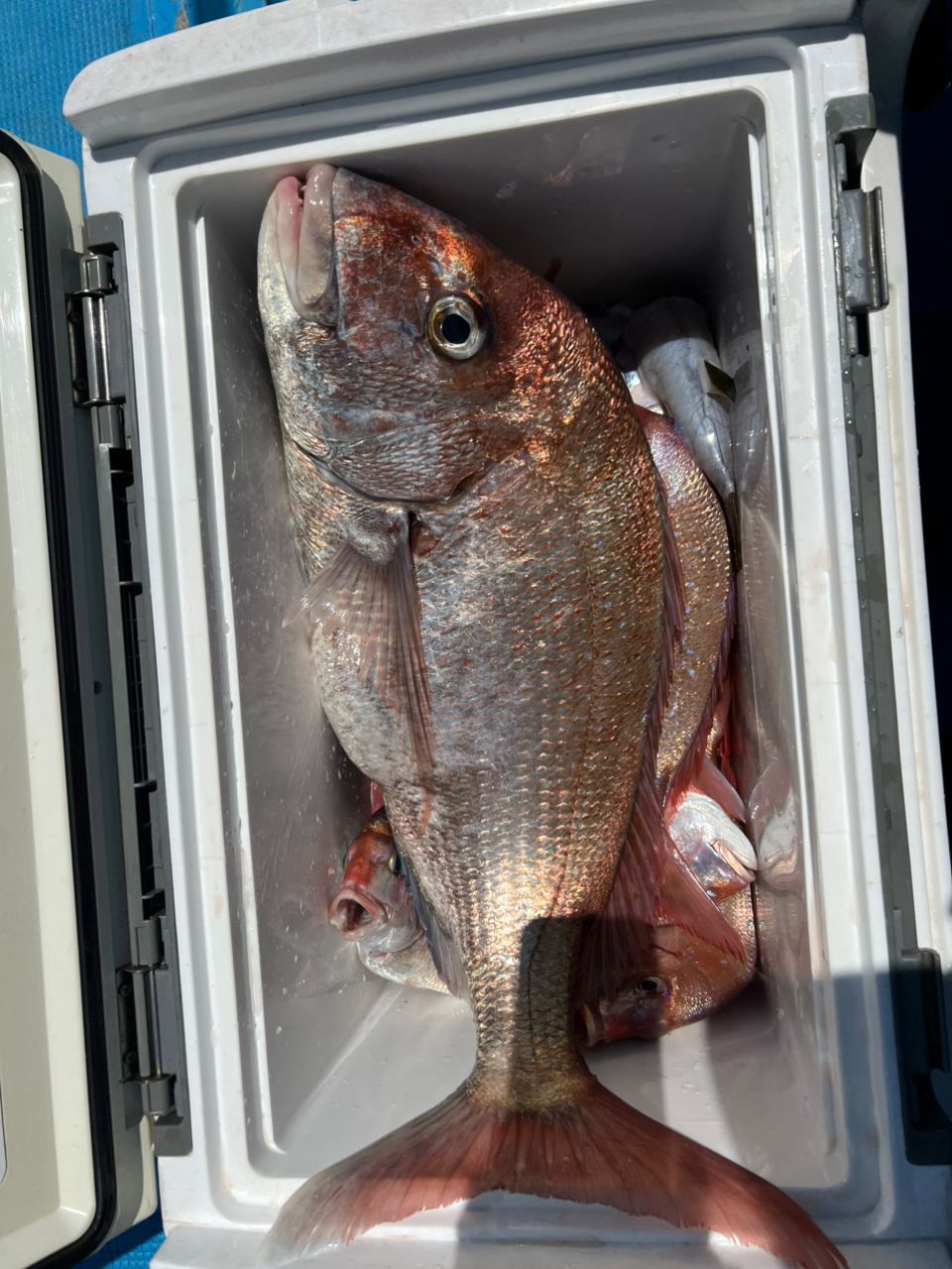 @miya827さんの釣果 2枚目の画像