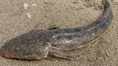 マゴチの釣果
