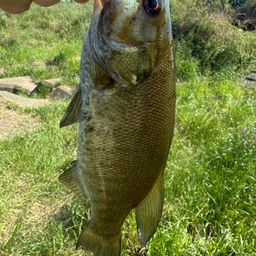 スモールマウスバス