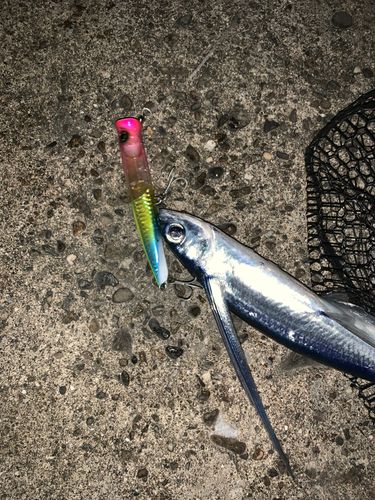 トビウオの釣果
