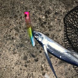 トビウオ