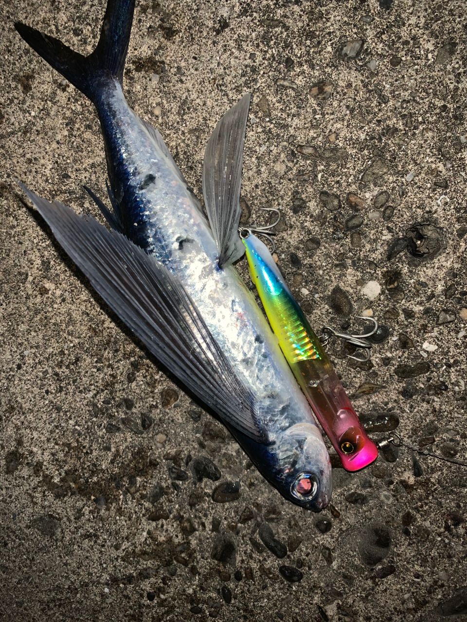 トビウオ