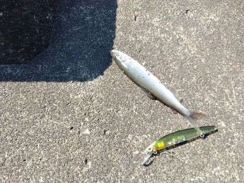 アユの釣果