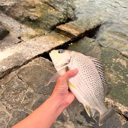 ホシミゾイサキ