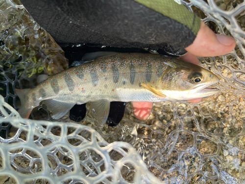 アマゴの釣果
