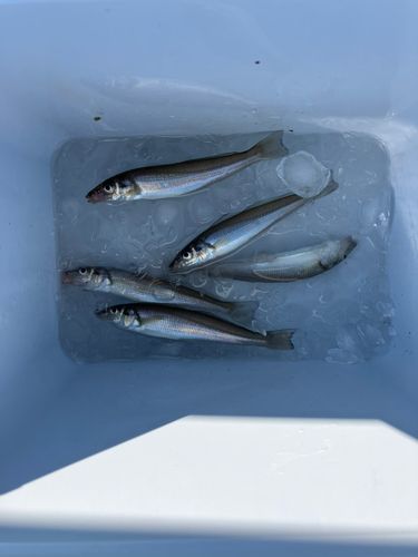 キスの釣果