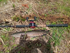 ライギョの釣果