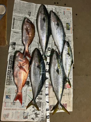 マダイの釣果