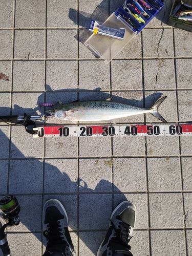 サゴシの釣果