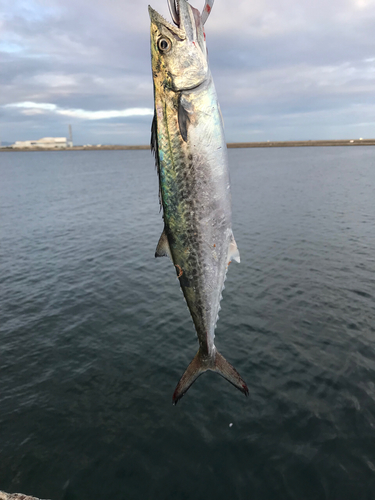 サゴシの釣果