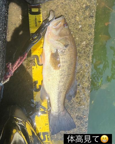 ラージマウスバスの釣果