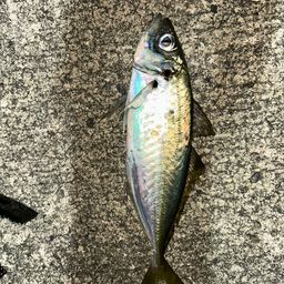 アジ