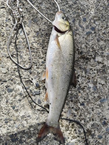 ウグイの釣果