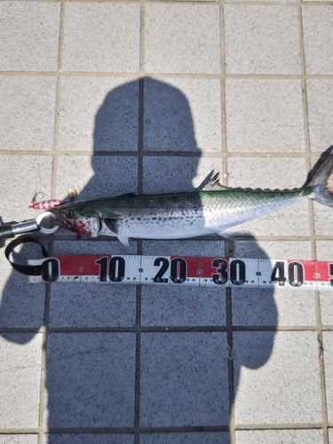 釣果
