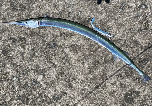 ダツの釣果
