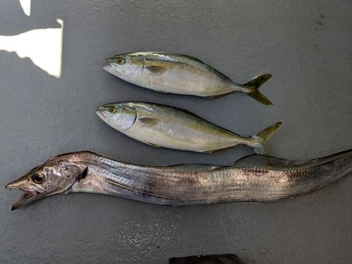 タチウオの釣果