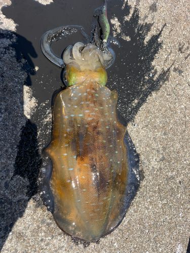 アオリイカの釣果