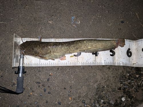 マナマズの釣果