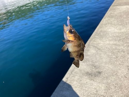 メバルの釣果