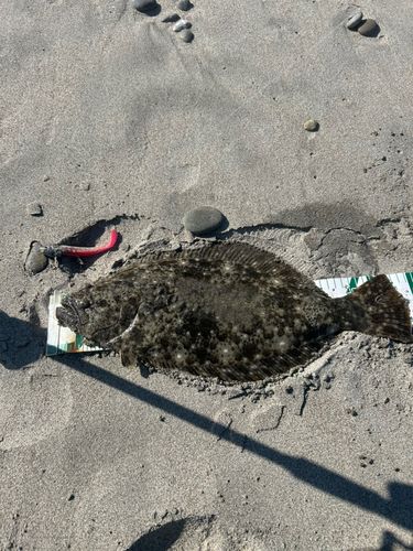 ヒラメの釣果