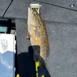 スモールマウスバス