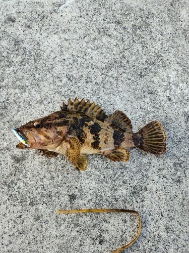 タケノコメバルの釣果
