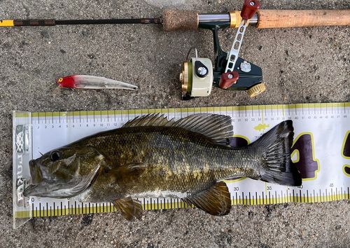 スモールマウスバスの釣果
