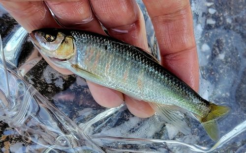 オイカワの釣果