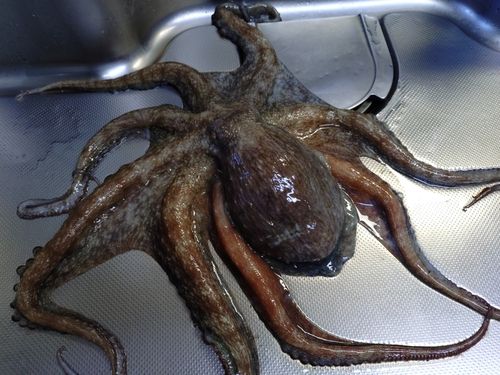 タコの釣果