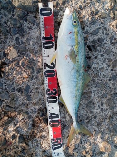 ヤズの釣果