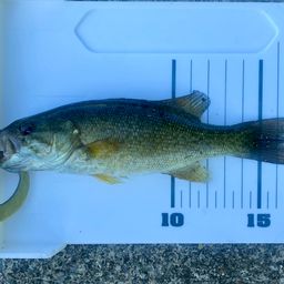 スモールマウスバス