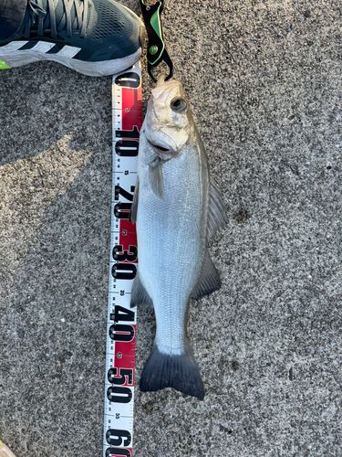 セイゴ（ヒラスズキ）の釣果