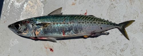 サバの釣果