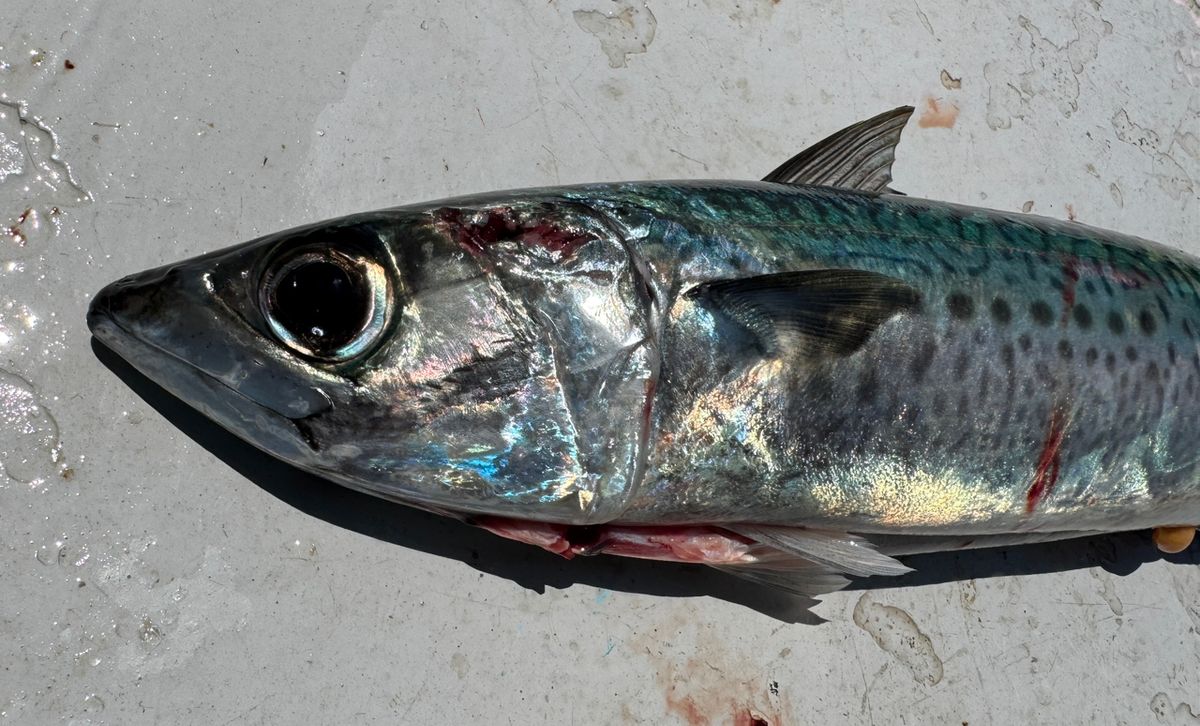 わんこわんさんの釣果 2枚目の画像