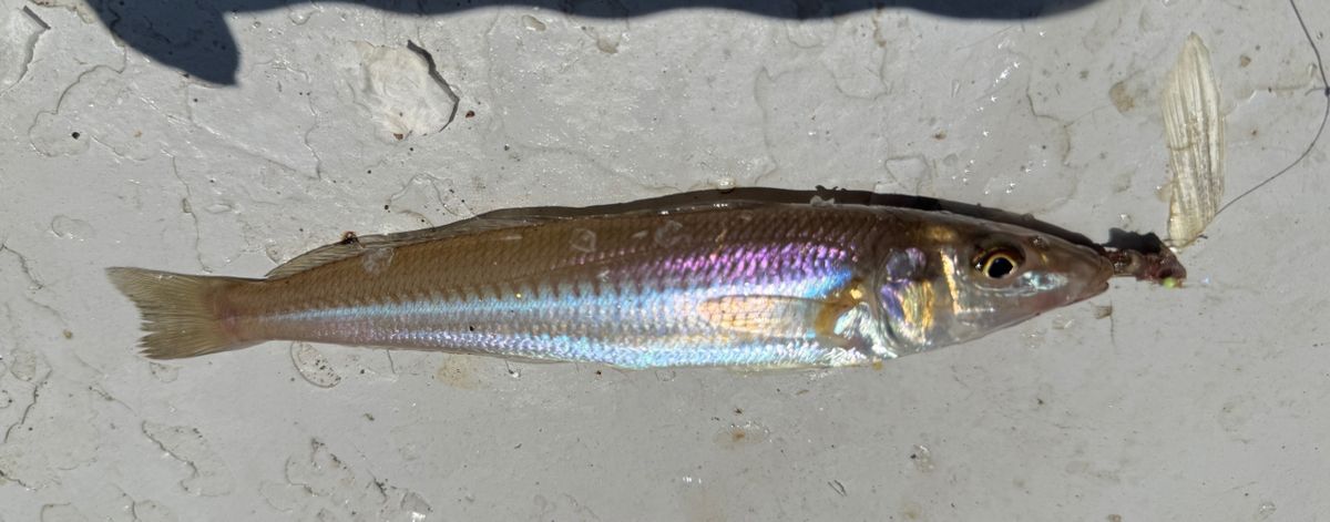 わんこわんさんの釣果 3枚目の画像