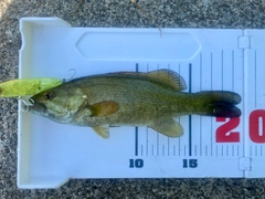 スモールマウスバスの釣果