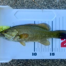 スモールマウスバス