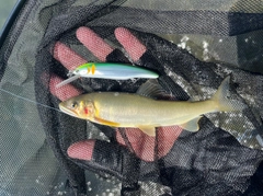 アユの釣果