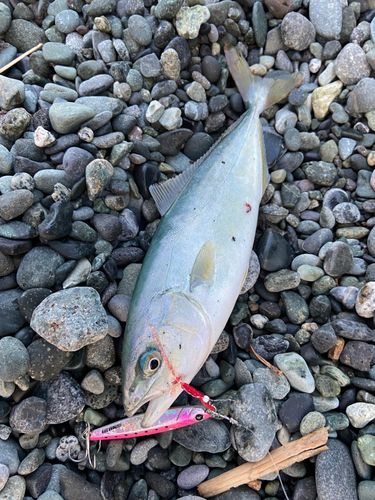 ワカシの釣果