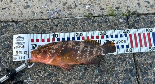 キジハタの釣果