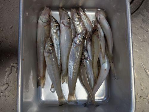 キスの釣果