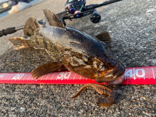 アイナメの釣果