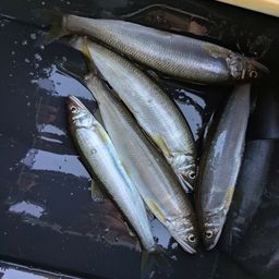アユ