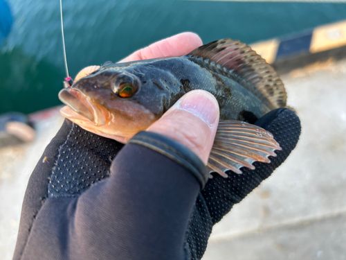 アイナメの釣果