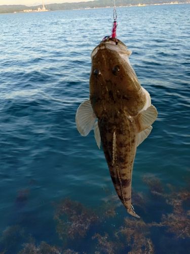 マゴチの釣果