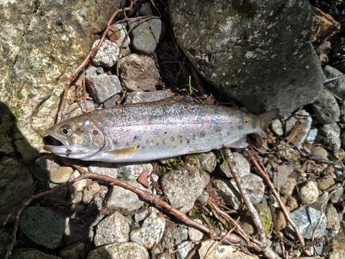 ヤマメの釣果